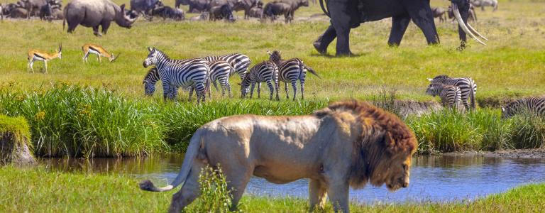 Wildlife on the Serengeti