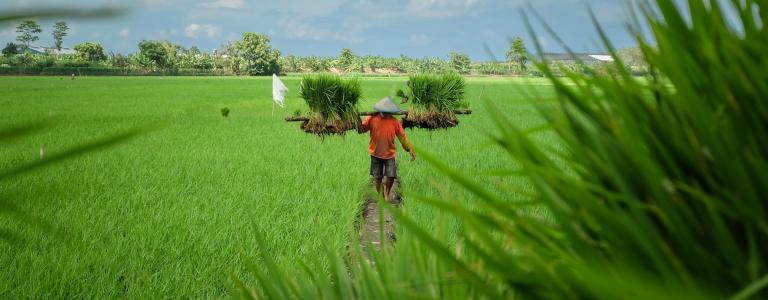 farmer in rice field