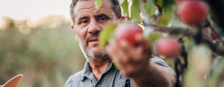 A middle-aged man holds a crate of apples while picking an apple from a tree