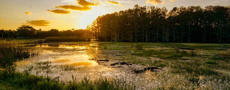 Louisiana wetland