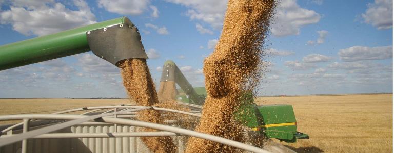 Wheat being harvested in Saskatchewan on a cloudy day