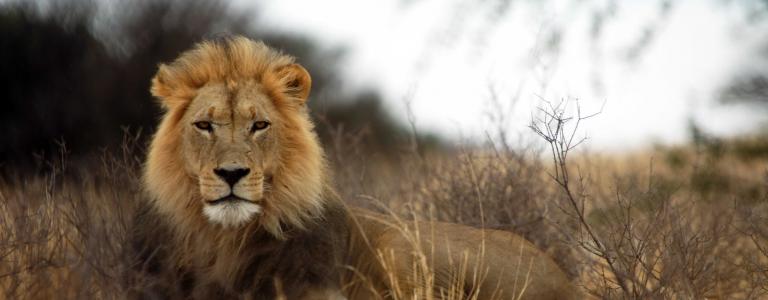 Large lion laying down in grass and warm evening light