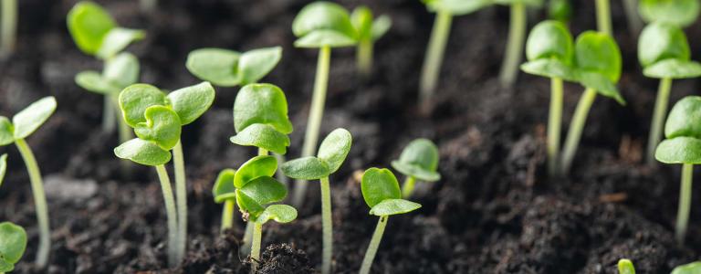 Seedlings sprouting in soil