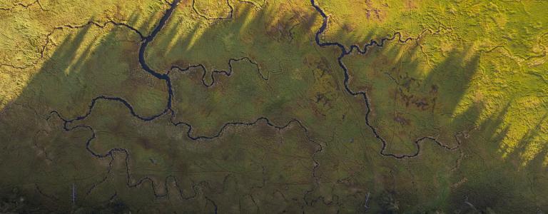 Aerial view of forest and cracked dry land