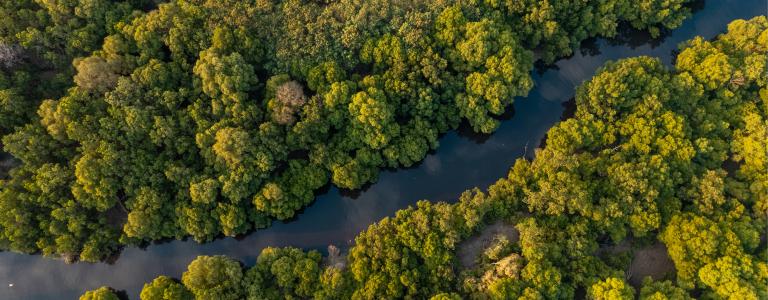 aerial view of mangrove