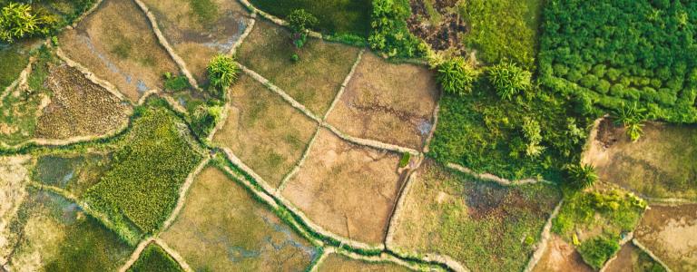 Rice fields in Malawi