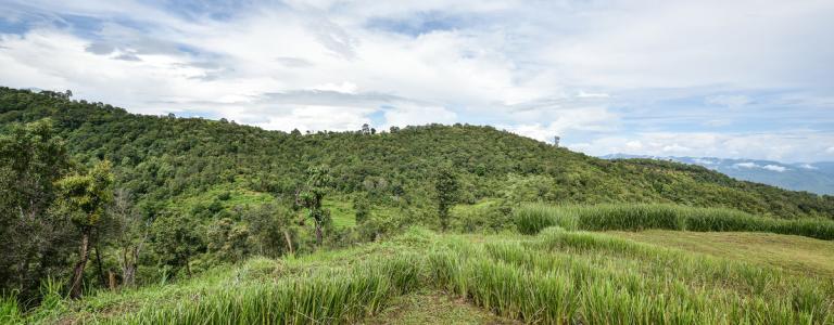 Vetiver crops in Fiji