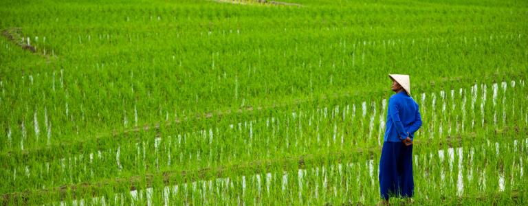 Rice fields in Vietnam