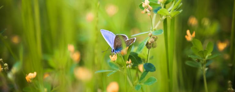 Blue butterfly in a field of wildflowers