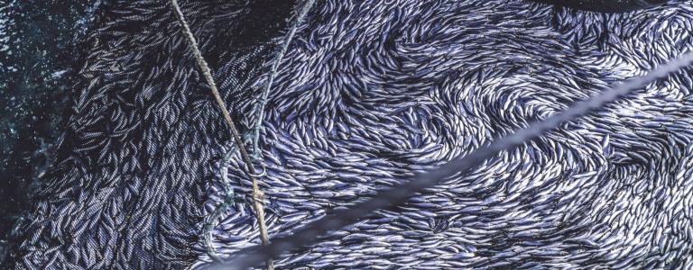 Industrial fishing - herring in net