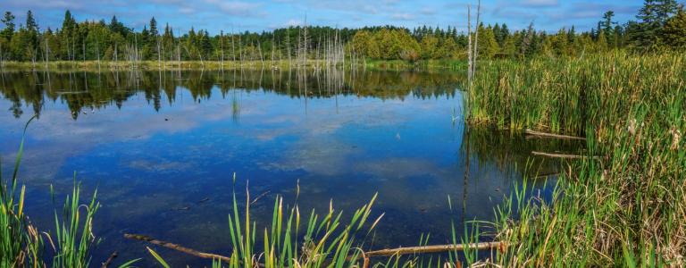 Wetlands in Manitoba.jpg