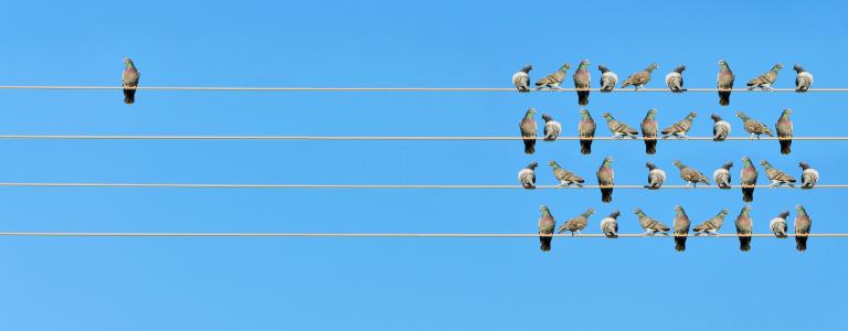 birds on a wire.jpg