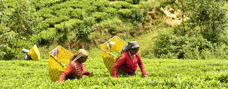 tea-picking.png