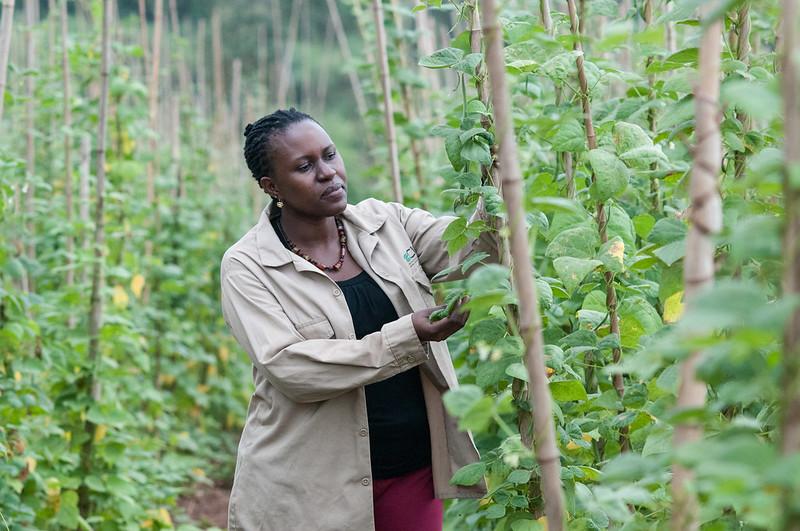 A woman inspects her crop of beans on an overcast day in Uganda