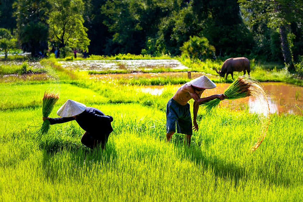 Farmers on meadow terraces