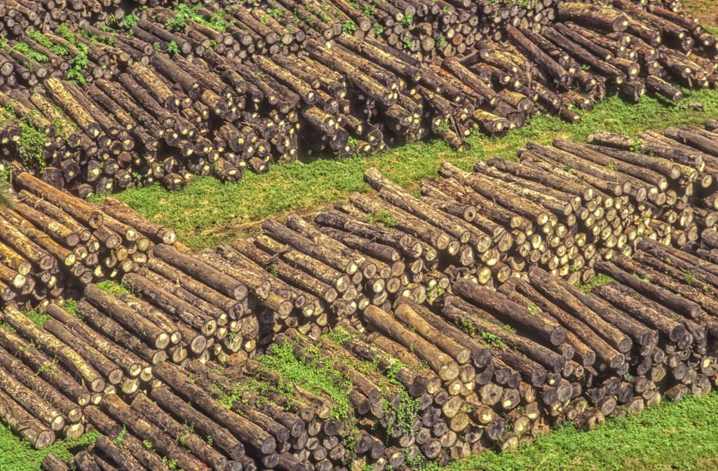 Trunks of illegally logged trees