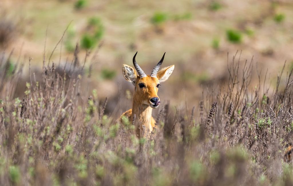 A mountain reedbuck (antelope) hides amid tall grass and other vegetation at Bale National Park in Ethiopia.