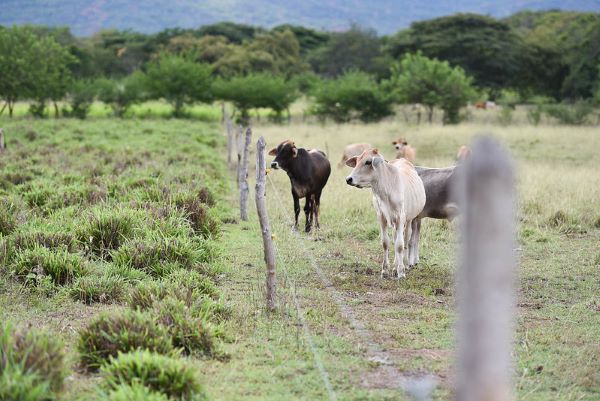 Cows graze on grass with hills in the distance