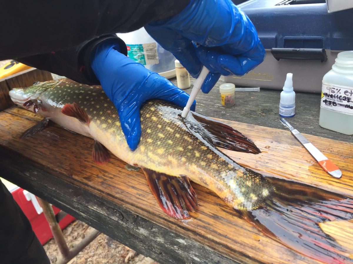 Fish lies on a wooden table with a stick inside it held by someone wearing blue gloves