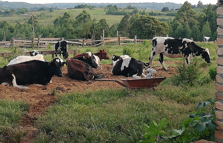 Dairy farming