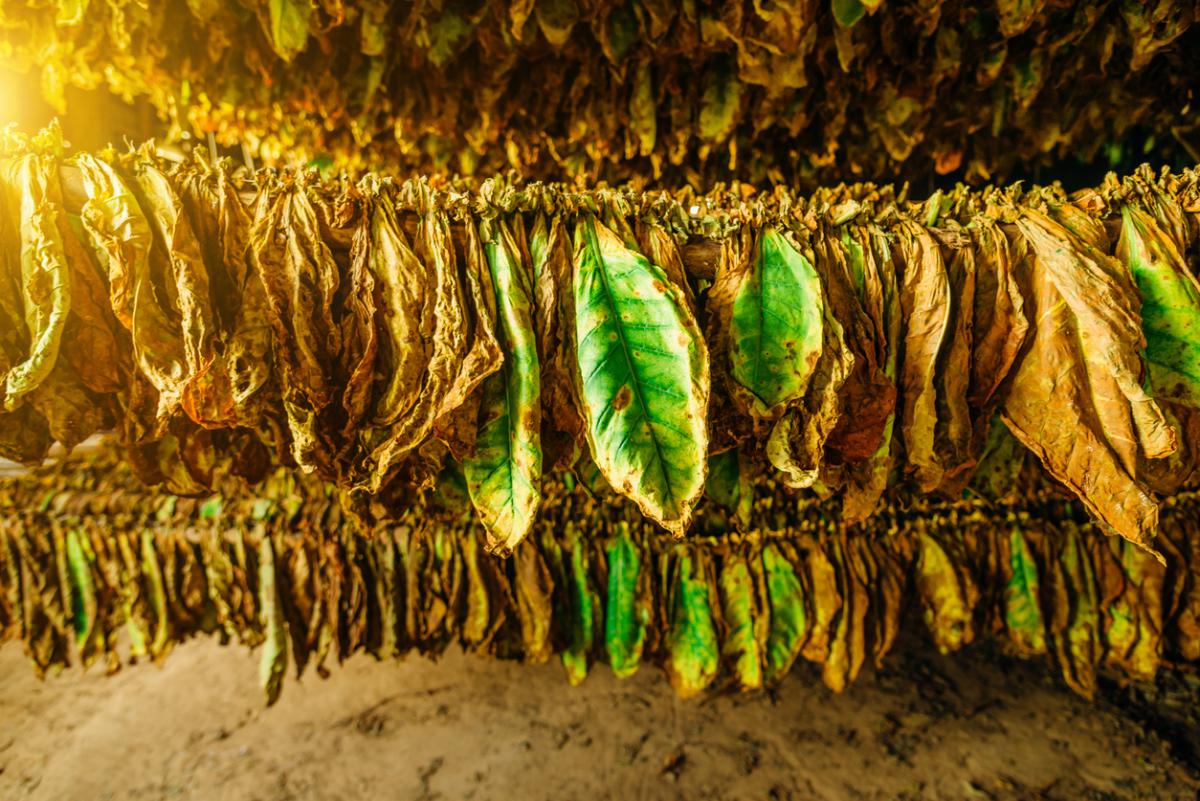 Tobacco leaves drying in the shed, Cuba