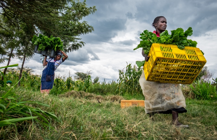 Kenya national adaptation plan